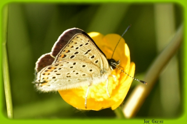 Lycaena tityrus - barna tűzlepke