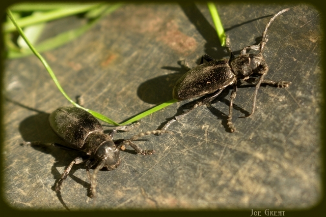 Dorcadion aethiops - fekete gyalogcincér