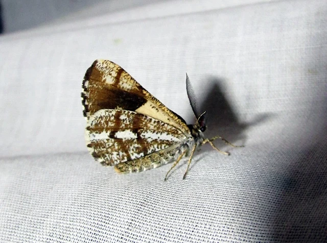 Bupalus piniaria - fenyőaraszoló