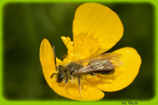 Hymenoptera - Hártyásszárnyúak