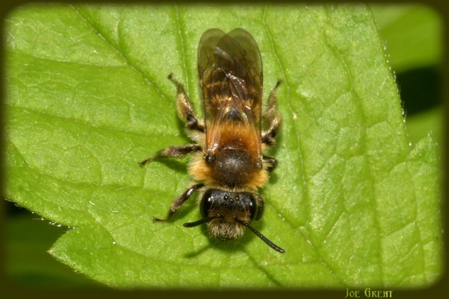 Hymenoptera - Hártyásszárnyúak