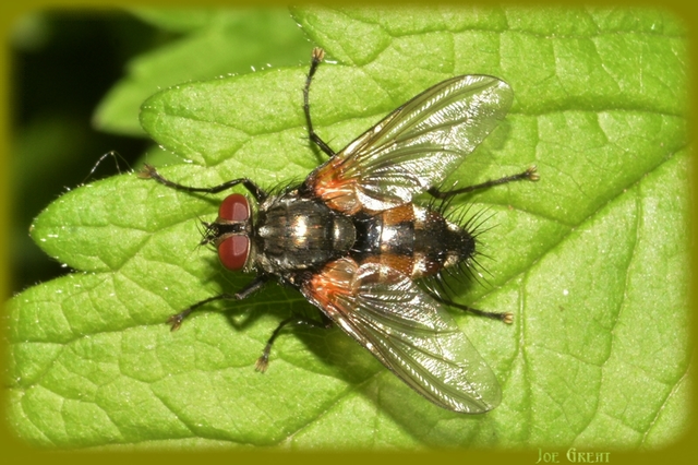 Diptera - Kétszárnyúak