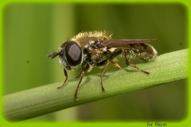 Diptera - Kétszárnyúak