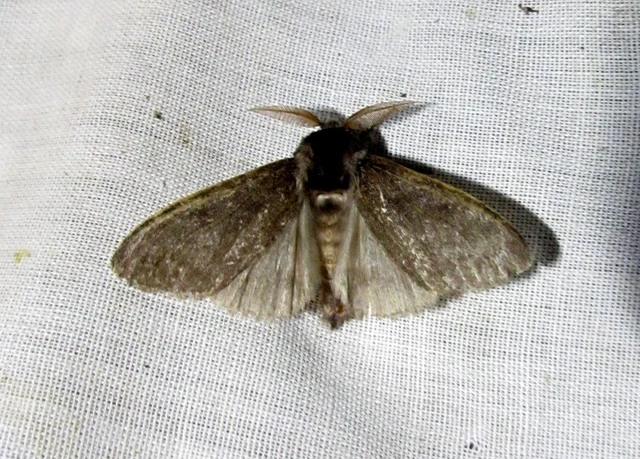 Calliteara pudibunda - hamvasszövő