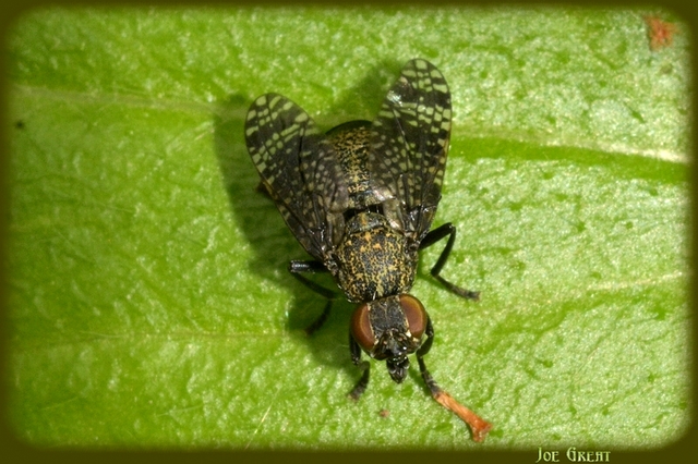 Diptera - Kétszárnyúak