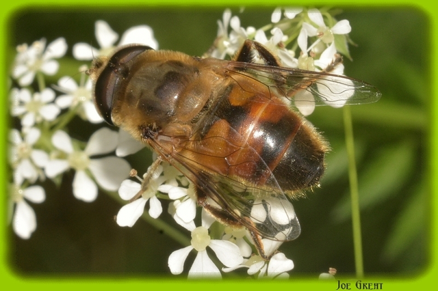 Diptera - Kétszárnyúak