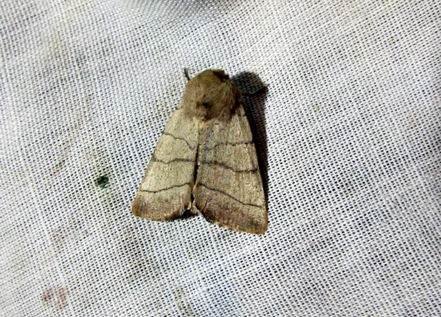 Charanyca trigrammica - háromsávos lombbagoly