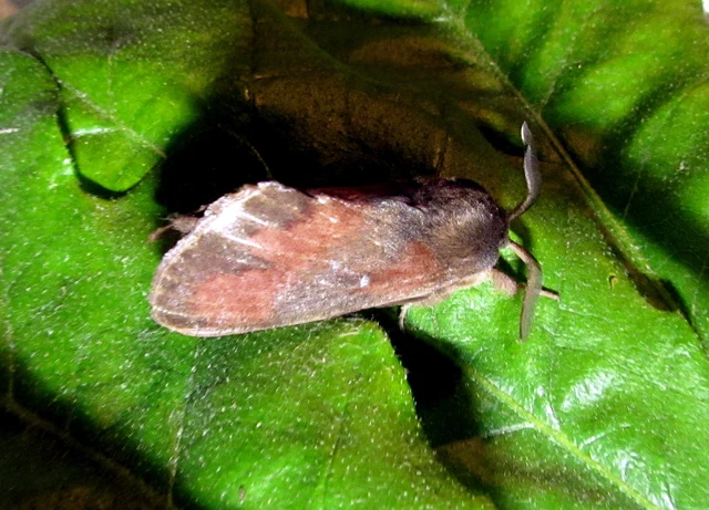 Dendrolimus pini - fenyőpohók