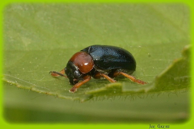 Coleoptera - Bogarak