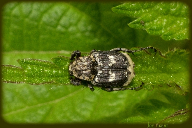 Valgus hemipterus - suta virágbogár