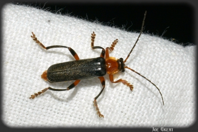 Cantharis livida - mezei lágybogár