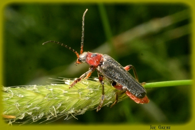 Cantharis rustica - suszterbogár