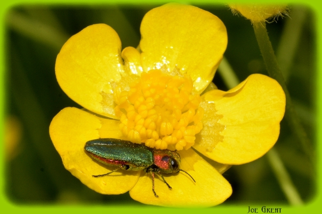 Anthaxia signaticollis - keleti virágdíszbogár