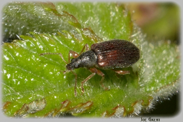 Phyllobius oblongus - közönséges levélormányos