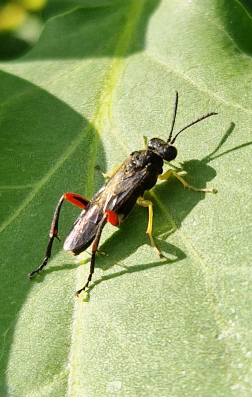 Macrophya rufipes
