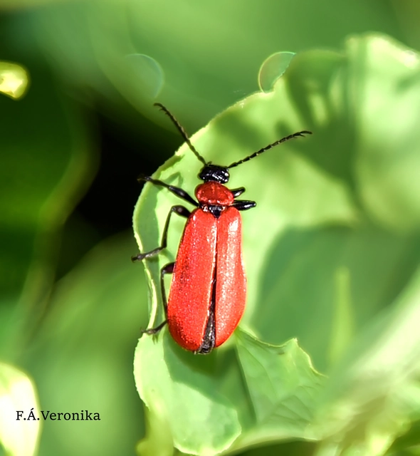 Pyrochroa coccinea - nagy bíborbogár