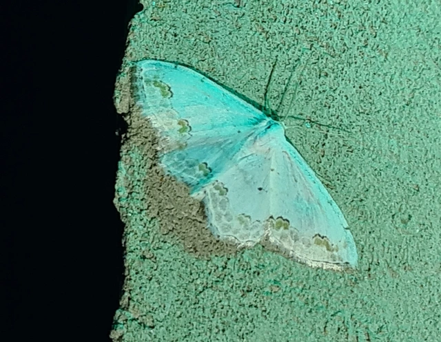 Scopula ornata - díszes fehéraraszoló