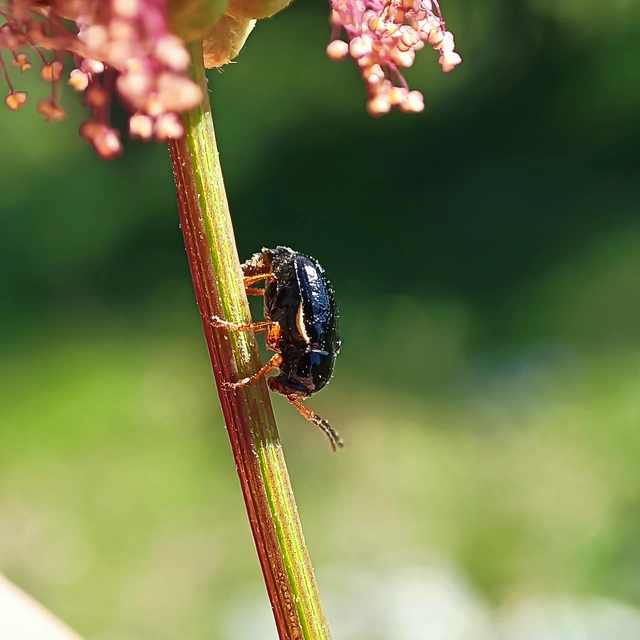Cryptocephalus bameuli/flavipes
