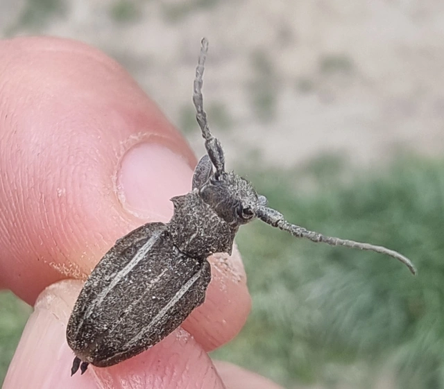 Neodorcadion bilineatum - kétsávos földicincér