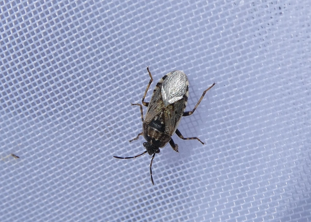 Platyplax salviae - zsályabodobács