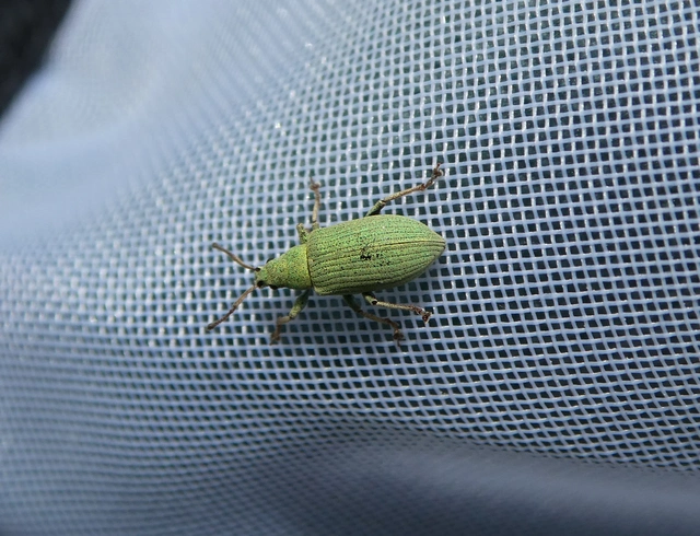 Phyllobius virideaeris - halványzöld levélormányos
