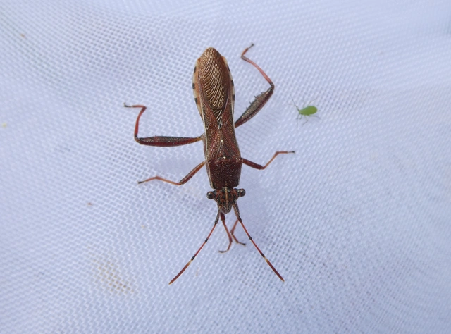 Camptopus lateralis - görbelábú karimáspoloska