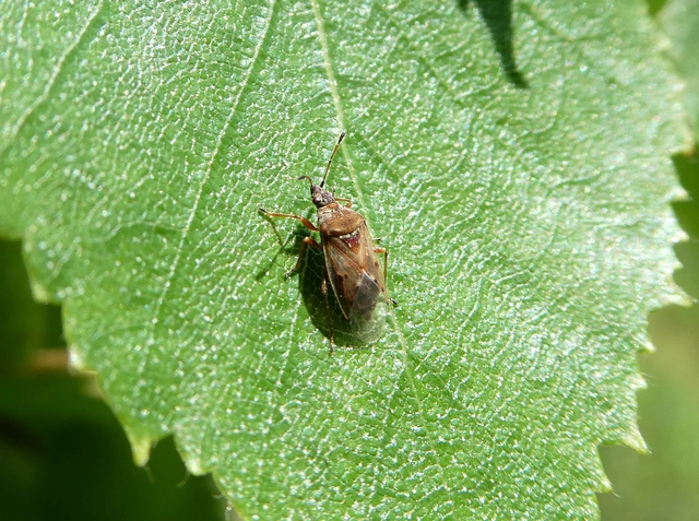 Kleidocerys resedae - nyírbodobács