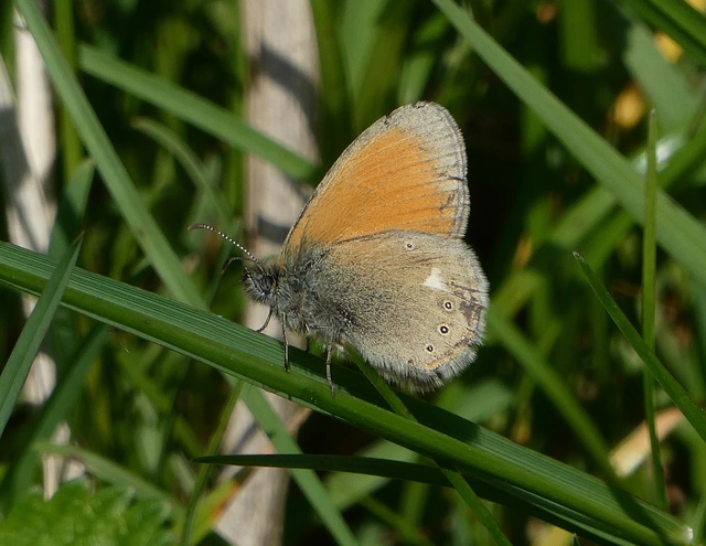 Coenonympha glycerion - közönséges szénalepke