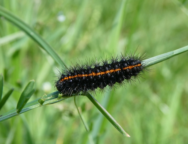 Spiris striata - csíkos molyszövő