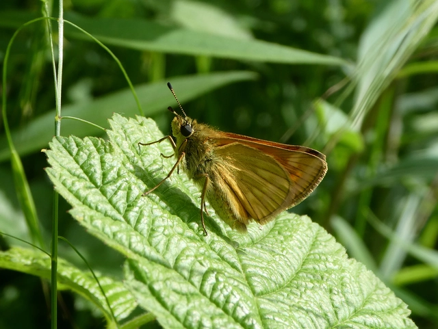 Ochlodes sylvanus - erdei busalepke