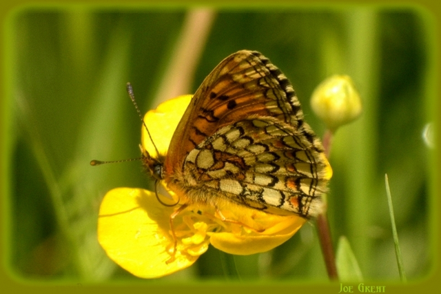 Melitaea athalia - közönséges tarkalepke