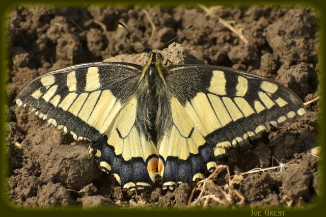 Papilio machaon - fecskefarkú lepke