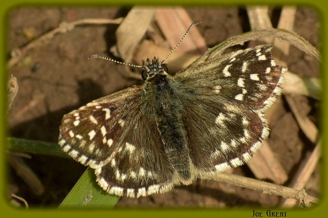 Pyrgus malvae - kis busalepke
