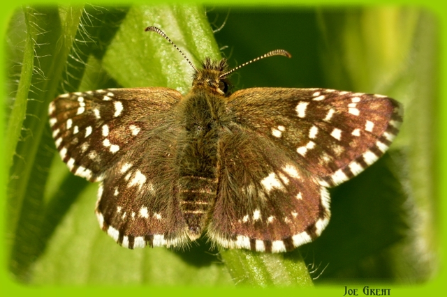 Pyrgus malvae - kis busalepke