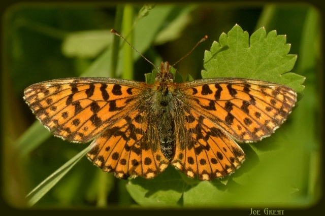 Boloria dia - kis gyöngyházlepke