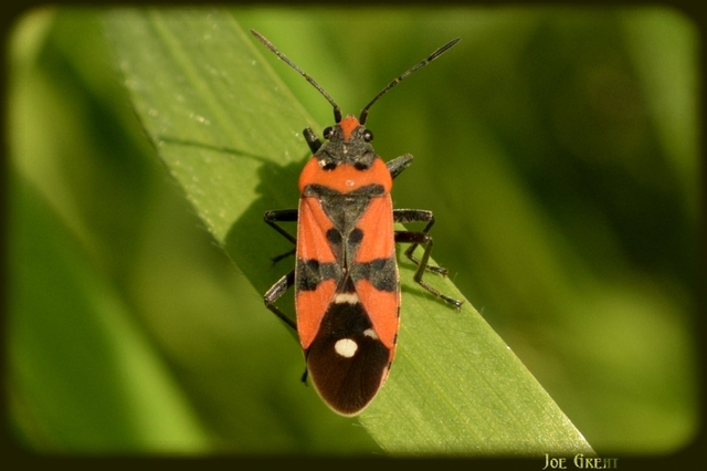 Lygaeus equestris/simulans
