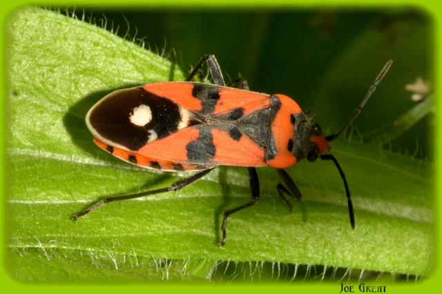 Lygaeus equestris/simulans