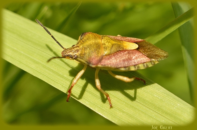 Carpocoris Carpocoris