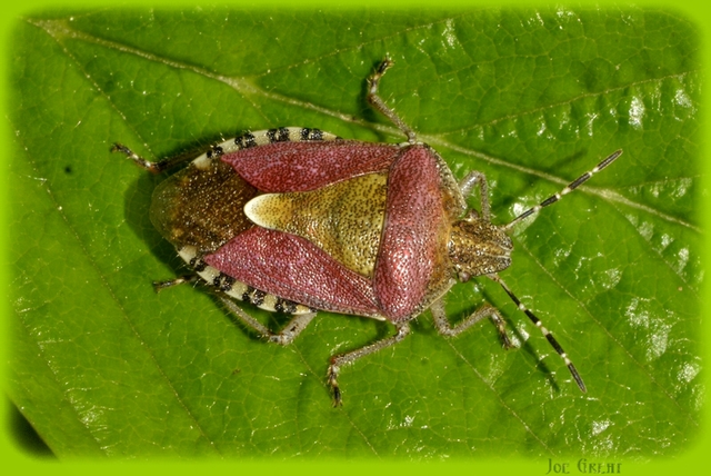 Dolycoris baccarum - közönséges bogyómászó-poloska Dolycoris baccarum - közönséges bogyómászó-poloska