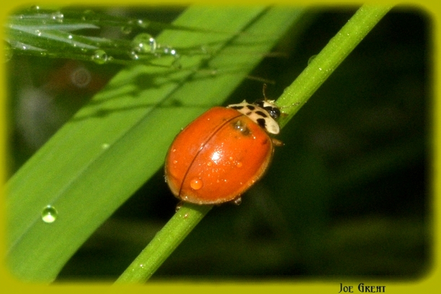 Harmonia axyridis - harlekinkatica