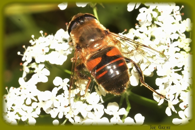 Diptera - Kétszárnyúak