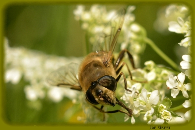 Diptera - Kétszárnyúak