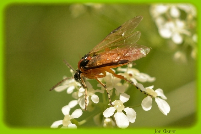 Hymenoptera - Hártyásszárnyúak