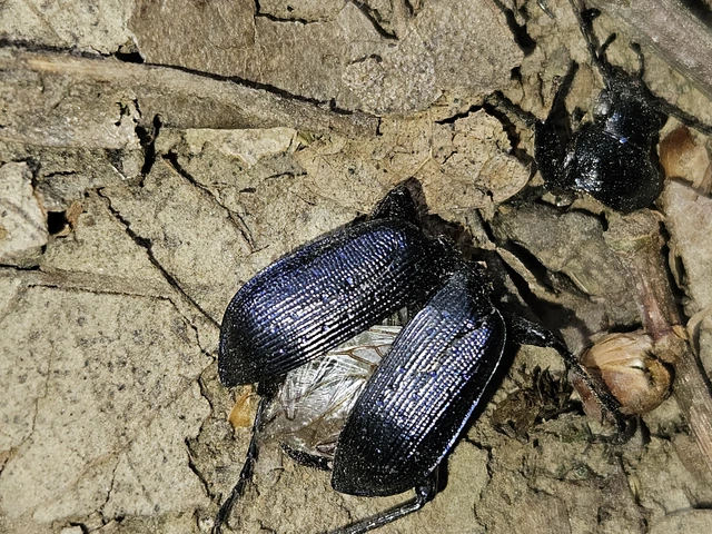 Calosoma inquisitor - kis bábrabló