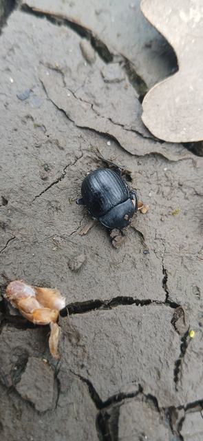 Accanthopus velikensis