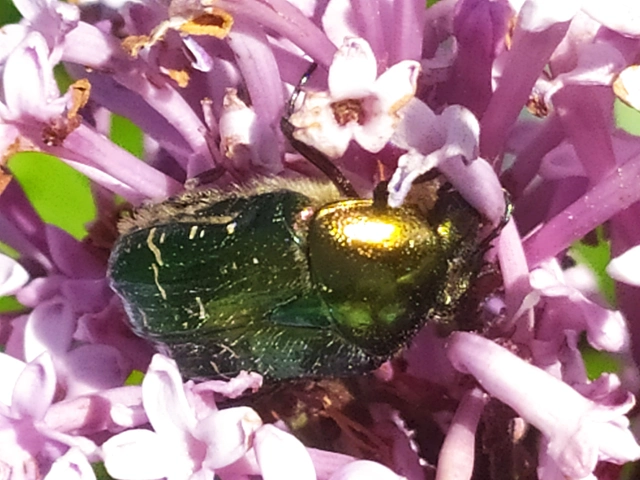 Cetonia aurata - aranyos virágbogár