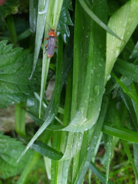 Cantharis livida - mezei lágybogár