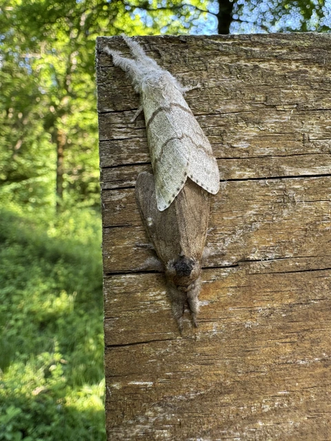 Calliteara pudibunda - hamvasszövő