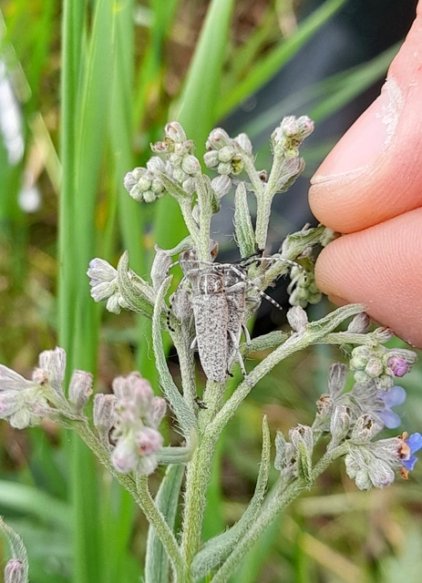 Pilemia tigrina - atracélcincér
