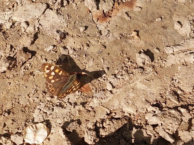 Pararge aegeria tircis - erdei szemeslepke